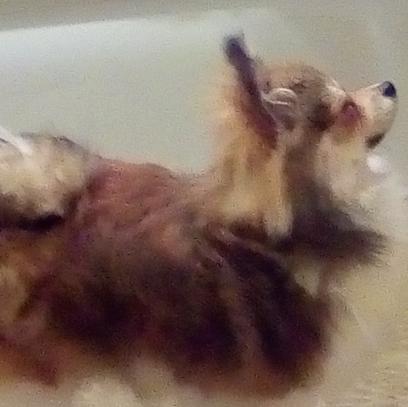 Meet your Posher, Dwayne - Picture 1 of 1